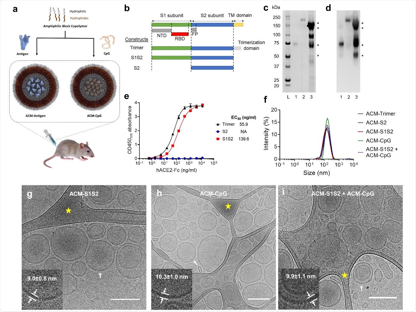 ACM-vaccine characterization. a. Schematic illustration of ACM-vaccine preparation. Antigens and CpG adjuvant were encapsulated within individual ACM polymersomes. A 50:50 v/v mixture of ACM-Antigen and ACM-CpG was administered to mice as the final vaccine formulation. b. Schematic of the spike protein variants used in this study. S1S2 protein was expressed and purified inhouse whereas S2 and trimer were purchased from commercial vendors. NTD: N-terminal domain. RBD: receptor binding domain. FP: fusion peptide. TM: transmembrane. c. SYPRO Ruby total protein stain. Lane L: Precision Plus Protein Standards (Bio-Rad). Lane 1: S2. Lane 2: trimer. Lane 3: S1S2. d. Western blot using mouse immune serum raised against SARS-CoV-2 spike. Western blot-reactive S1S2 bands are indicated by *. e. ACE2 binding curves of trimer, S2 and S1S2. f. Dynamic Light Scattering (DLS) measurements of ACM-antigens (ACM-trimer, ACM-S2 and ACM-S1S2), and ACM-CpG. ACM particles were determined to be 100-200 nm in diameter. g-i. Cryo-EM images of ACM-S1S2, ACM-CpG, and mixture of ACM-S1S2 + ACM-CpG illustrate the vesicular architecture with an average diameter of 158±25 nm (scale bar 200 nm). Inserts (lower left of each image) are magnifications of the bilayer membrane of vesicles at regions indicated by white arrows. Areas highlighted by yellow star are lacy carbon.