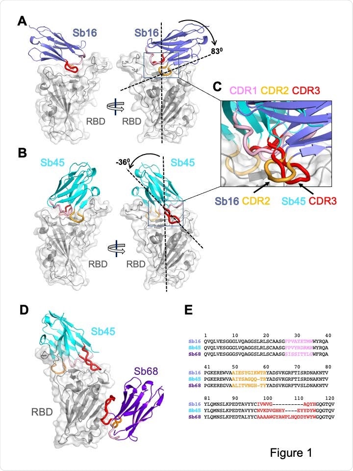 Overall structures of Sb16, Sb45 and Sb68 complexes with SARS-CoV-2 RBD. Ribbons (sybodies) and ribbons plus surface (RBD) representations of the complex of (A) Sb16 (slate) with RBD (grey) (7KGK); (B) Sb45 (cyan) with RBD (7KGJ), and (C) Sb45 and Sb68 (purple) with RBD (7KLW). Sb16-RBD and Sb45-RBD, superimposed based on the RBD are shown in (D) to highlight CDR loops, which are color coded as indicated. The CDR2 of Sb16 and CDR3 of Sb45 interact similarly with the RBD surface.