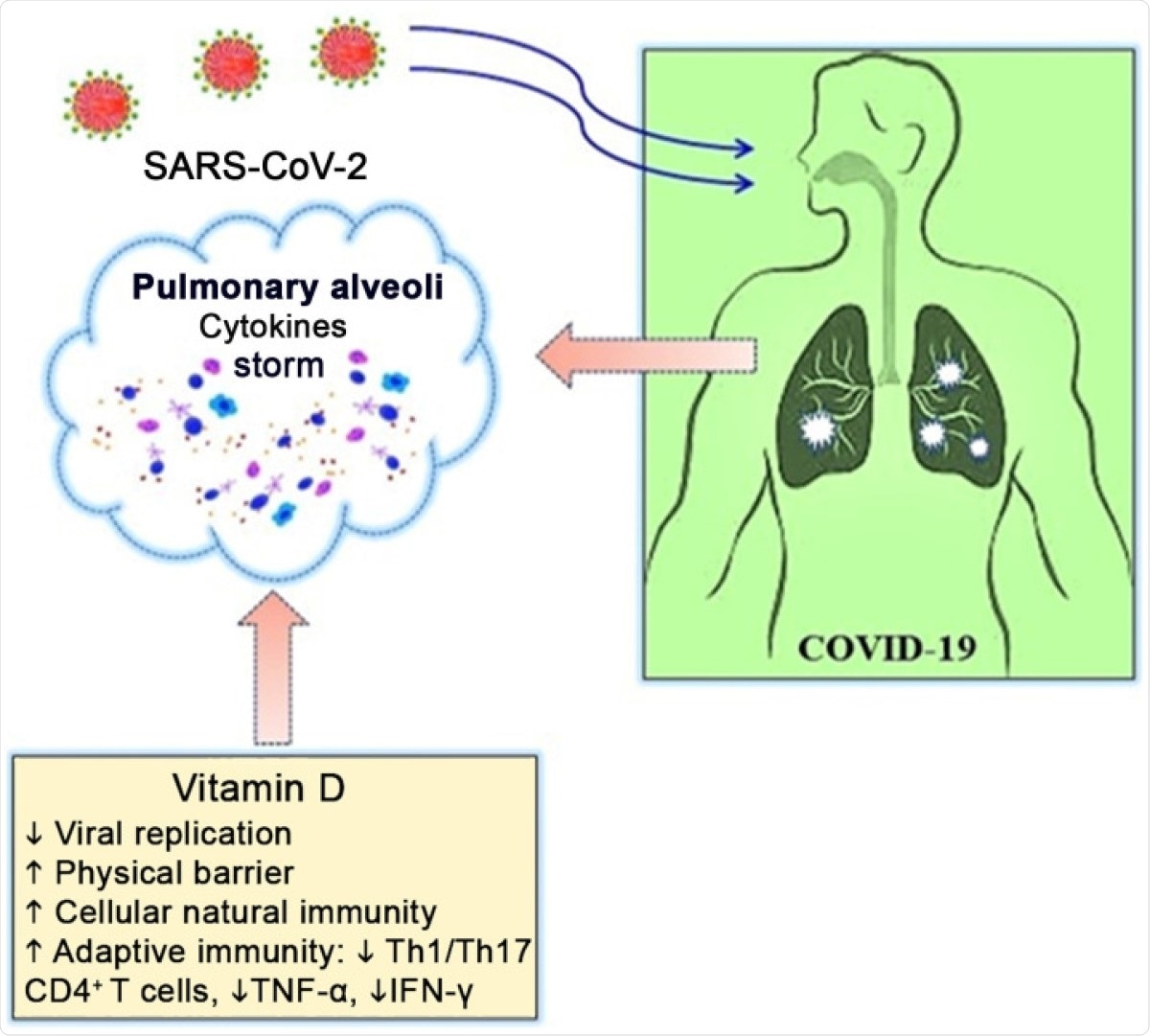 Potential antiviral mechanisms of vitamin D in COVID-19. COVID-19, coronavirus disease 2019; IFN-γ, interferon-γ; SARS-CoV-2, severe acute respiratory syndrome coronavirus 2; Th, T helper; TNF-α, tumor necrosis factor-α.