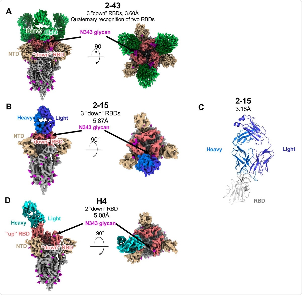 Structures of three SARS-CoV-2 neutralizing VH1-2 antibodies reveal both