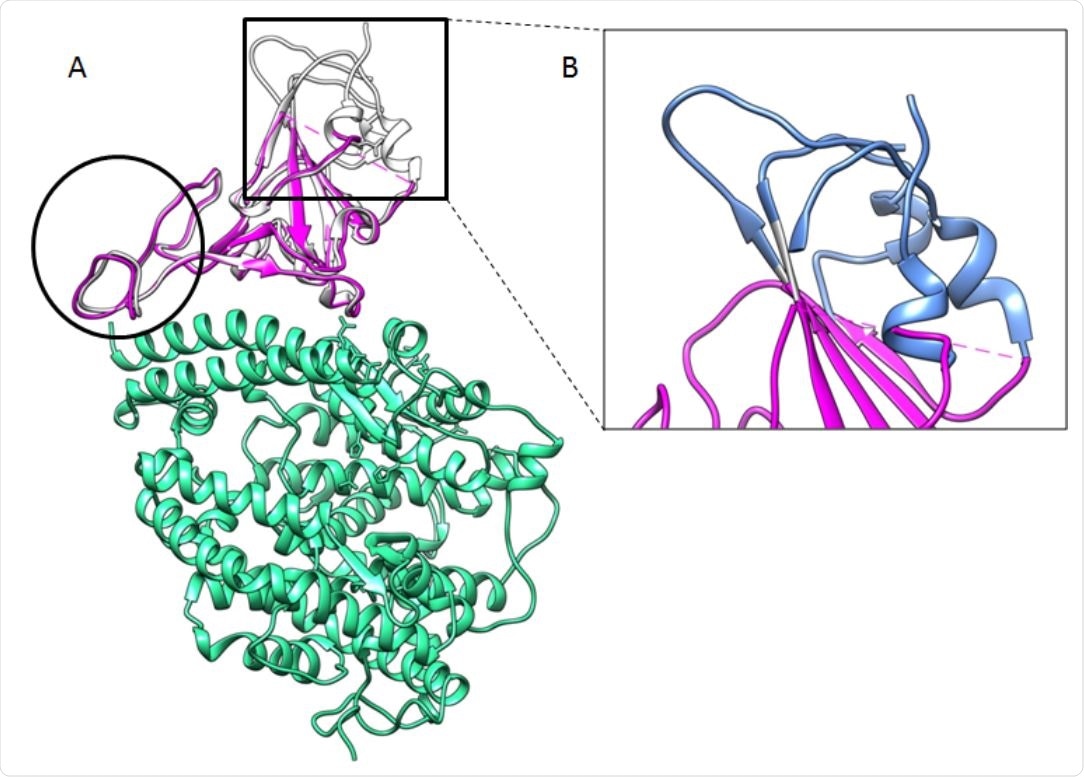 Global comparison between RBD-WT and RBD-62. A) The RBD-62 preserves its typical twisted five-stranded antiparallel β sheet (β1, β3-β5, and β10) with an extended insertion containing the short β5-β9 strands, α4, and η3 helices and loops. The biggest differences are pronounced between M470 and F490 (black circle). B) The upper part comprised of three segments: R357-S371 (β2, α2), G381-V395 (α3), and F515-H534 (β11) is not resolved in the electron density map (blue ribbon, added from PDB ID: 6M0J).