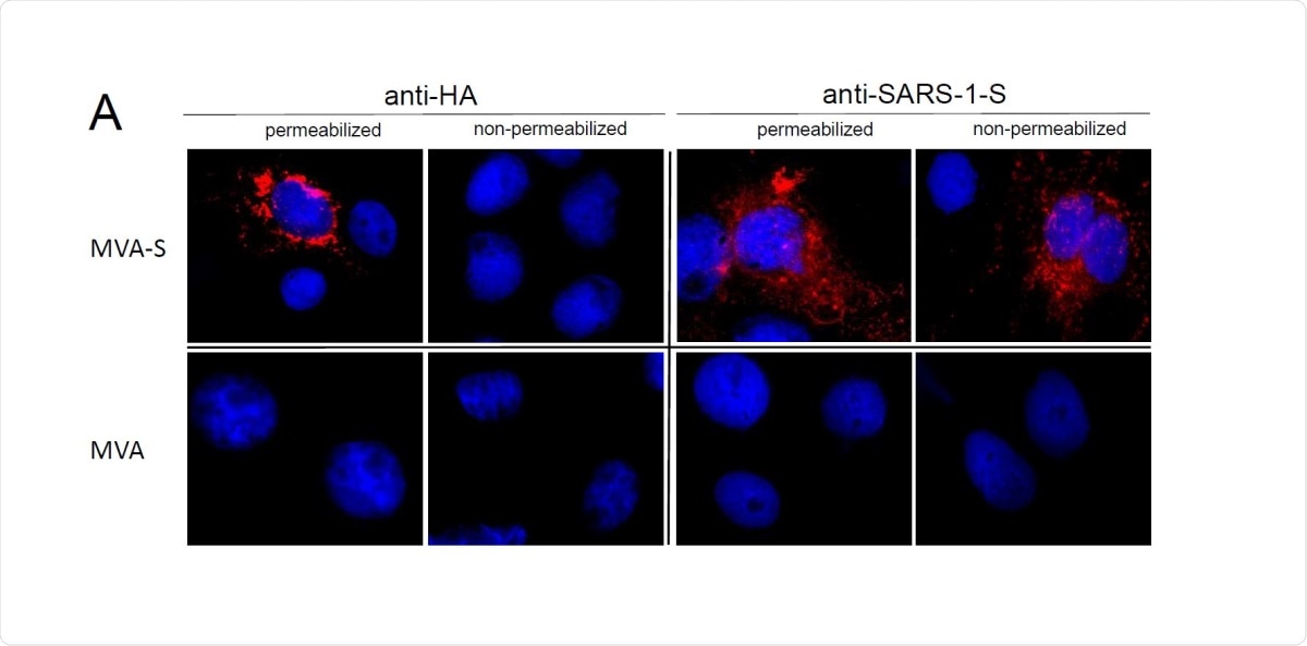 Synthesis of full-length Spike glycoprotein in MVA-SARS-2-S (MVA-S) infected cells. (A) Cells were infected at a multiplicity of infection of 0.5. MVA infected cells served as controls. Paraformaldehyde fixed cells were either permeabilized or non-permeabilized and probed with mouse monoclonal antibodies directed against the HAtag or the S protein of SARS-Cov-1 (SARS-1-S). Polyclonal goat anti-mouse secondary antibody was used for S-specific fluorescent staining (red). Cell nuclei were counterstained with DAPI (blue).