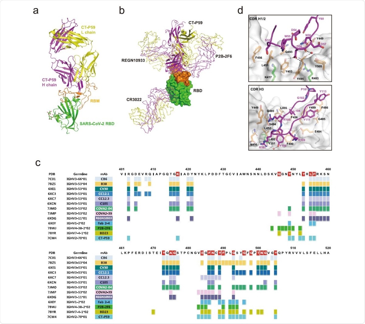 The overall structure of the CT-P59 Fab/SARS-CoV-2 RBD complex. The RBD domain is green for the core subdomain, and orange for RBM. The heavy and light chains of CT-P59 are magenta and yellow, respectively. b Superposition of the neutralizing antibodies in complex with RBD. RBD is shown as a surface model. CT-P59 is shown as a cartoon, and the other antibodies (CR3022: PDB 6XC3, PB2-2F6: PDB 7BWJ, REGN10933: PDB 6XDG) are shown as a ribbon model. The heavy and light chains of Fab are magenta and yellow, respectively. c Assignment of the epitope residues for RBD-targeting neutralizing antibodies with a distance cutoff of 4.5 Å. RBD residues interacting with ACE2 are highlighted in red. d The detailed interactions between the RBD and CDR loops of CT-P59. The interfaces between RBD and CDR H1/2 or H3 are shown in the top and bottom panels, respectively. The RBD domain is shown as a surface model with a semi-transparent representation. The CDR loops and interacting residues on the interfaces are shown in ribbons and sticks, respectively. The residues are colored as in a. Dashed lines indicate hydrogen bonds. Water molecules are shown as red spheres.