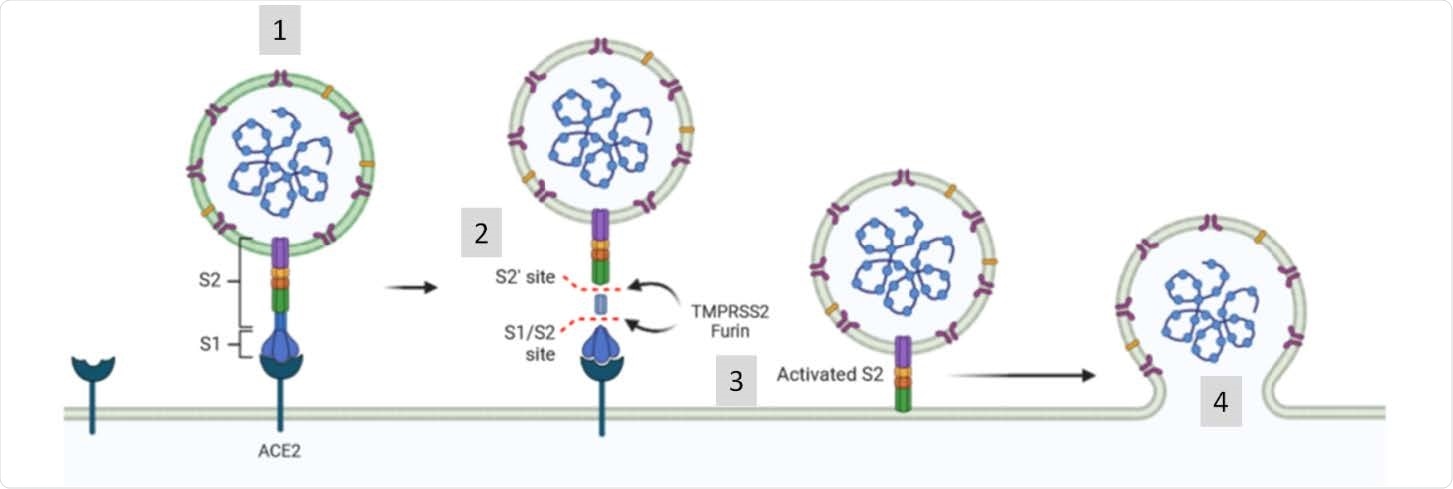 SARS-CoV-2 exploits the angiotensin-converting enzyme 2 (ACE2) to enter target cells. After receptor binding (1), the virus S protein is cleaved by proteases such as furin/TMPRSS2 into S1 and S2 subunits (2) that mediates S2-assisted fusion (3) and the release of the viral genome (4).