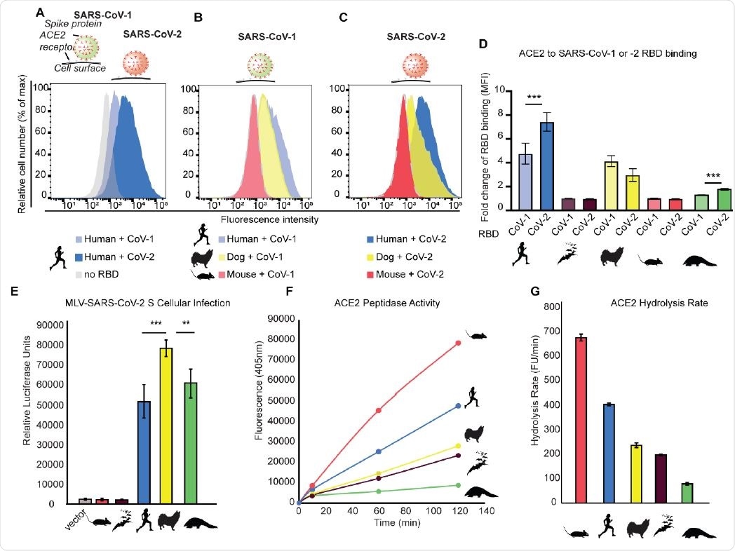 Natural variation in SARS-CoV-2 binding is mirrored by diversity in ACE2 enzyme activities. (A-D) Flow cytometry was used to quantify SARS-CoV-1 and CoV-2 RBD-Fc association with human cells (HEK293T) expressing ACE2-eGFP orthologs from various mammalian species (mean luorescence intensity; MFI (19)). (E) SARS-CoV-2 S pseudovirus infection of HEK293T cells expressing ACE2 orthologs was quantified using a luciferase reporter system. (F) The carboxypeptidase activity of ACE2 was quantified using a fluorometric peptide incubated with solubilized HEK293T cells transfected with ACE2 orthologs. (G) Hydrolysis rate of ACE2 orthologs (Fluorescence units/minute).