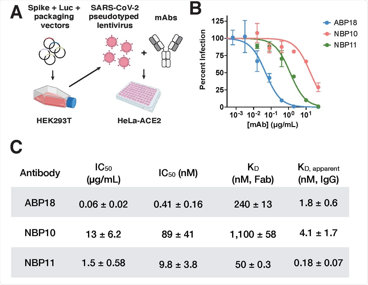 RBD antibodies neutralize SARS-CoV-2 pseudotyped lentivirus (A) SARS-CoV-2 pseudotyped lentivirus produced in HEK293T cells encode firefly luciferase (Luc) and can infect HeLa cells stably expressing the ACE2 receptor (HeLa- ACE2)19,20. Half maximal inhibitory concentration (IC50) can be determined by titrating a monoclonal antibody (mAb) of interest. Figure created with BioRender.com. (B-C) ABP, NBP10, and NBP11 IgG (B) neutralize SARS-CoV-2 spike-pseudotyped lentivirus in vitro with (C) IC50 values (mean ± standard deviation) consistent with their true or apparent affinities. Representative inhibition curves are shown from repeated (n=3) experiments.