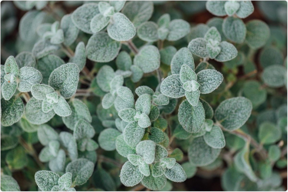 Cretan dittany leaves, Origanum dictamnus. Image Credit: Michalis Koulieris / Shutterstock