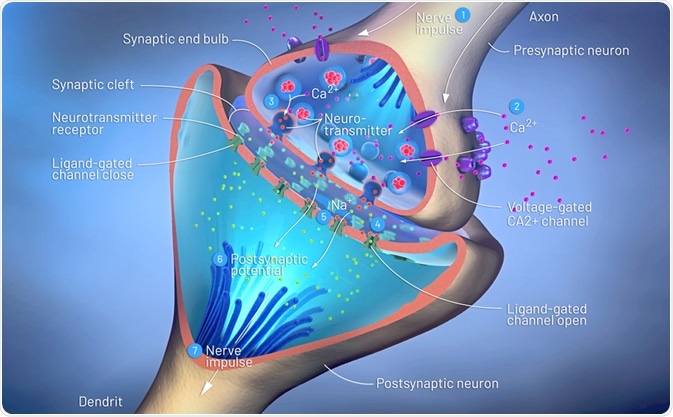 3d illustration of the scientific function of a synapse or neuronal connection with a nerve cell. Image Credit: Christoph Burgstedt