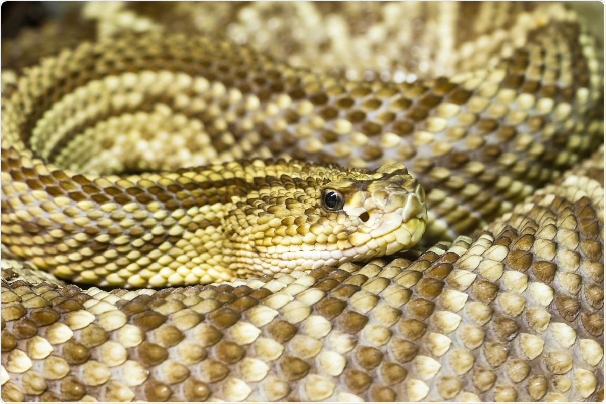 Study: Snake venom phospholipases A2 possess a strong virucidal activity against SARS-CoV-2 in vitro and block the cell fusion mediated by spike glycoprotein interaction with the ACE2 receptor. Image Credit: Dmitri Gomon / Shutterstock
