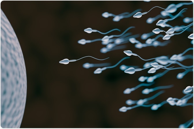 sperm cells
