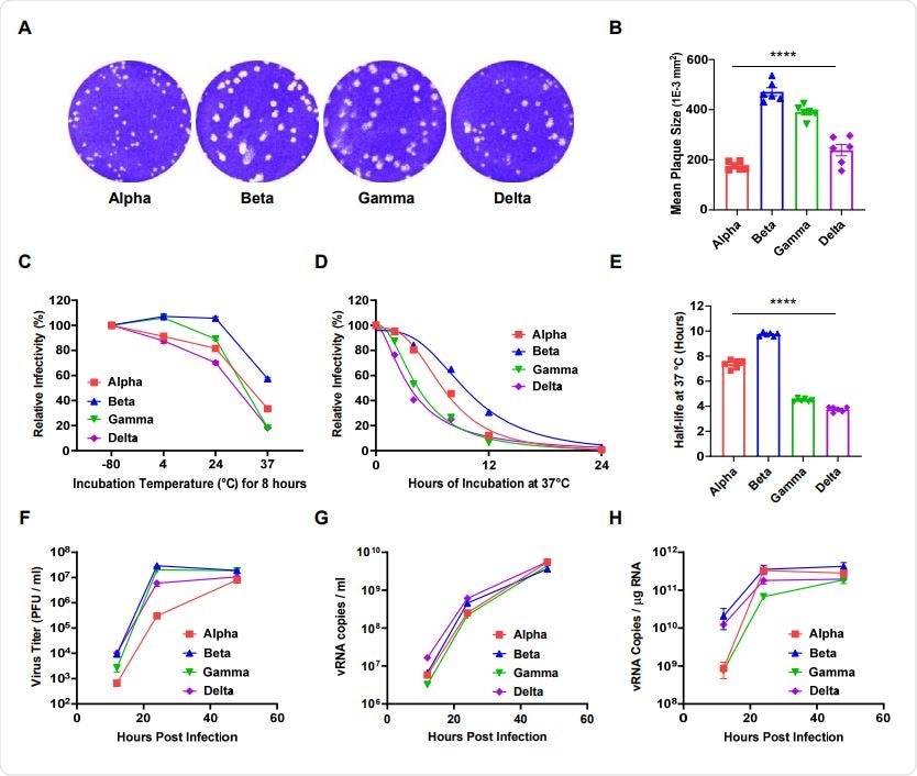 Comparative analyses of the plaque size, thermal stability, and replication rate of four SARSCoV-2 variants. (A) Representative images of the plaque forming assay for each variant of concern. (B) The mean plaque size (1E-3 mm2) of each variant. (C) The relative infectivity of each variant after incubation at 4, 24, or 37 °C for 8 h as evaluated via focus forming assay. (D) Nonlinear regression of the relative infectivity of each variant following prolonged incubation (2, 4, 8, 12, and 24 h) at physiological temperatures (37 °C). (E) Average half-life values for each variant at 37 °C. (F) The infectivity of the progeny viruses was evaluated via plaque forming assay completed at 12, 24, and 48 h post infection. (G) Extracellular and (H) intracellular viral RNA was assessed by qRT-PCR with SARS-CoV-2 NP probes. All error bars indicate the standard errors of the mean. Mean values for the plaque size and half-life were compared using one-way ANOVA in GraphPad Prism 8.0 software. Statistical significance was set at p < 0.05.
