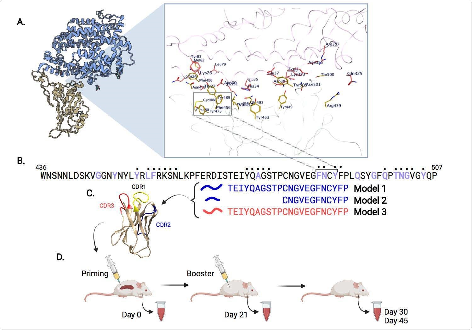 Overview of SARS-CoV-2 epitope selection, protein engineering, and immunization. (A) SARS-CoV-2 Spike protein (yellow) interacting with ACE2 (blue), PDB ID: 6M0J. A zoomed view shows SARS-CoV-2:ACE2 interacting residues. (B) Spike protein RBM (436-507) sequence. Purple residues indicate ACE2 binding, dots above residues indicate B38 or CC12.1 antibody binding. Immunogens models 1-3 span the putative B cell epitope FNCY (486-489). (C) VH62 model with CDR1 (yellow), CDR2 (blue), CDR3 (red). (D) Timeline of priming (day 0), and booster shot (day 21), with blood draws (days 0, 21, 30, 45).