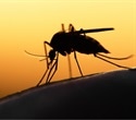 New malaria treatment holds promise against rising drug resistance