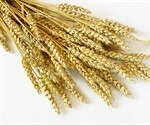 Antiviral activity of wheat germ Agglutinin against SARS-CoV-2