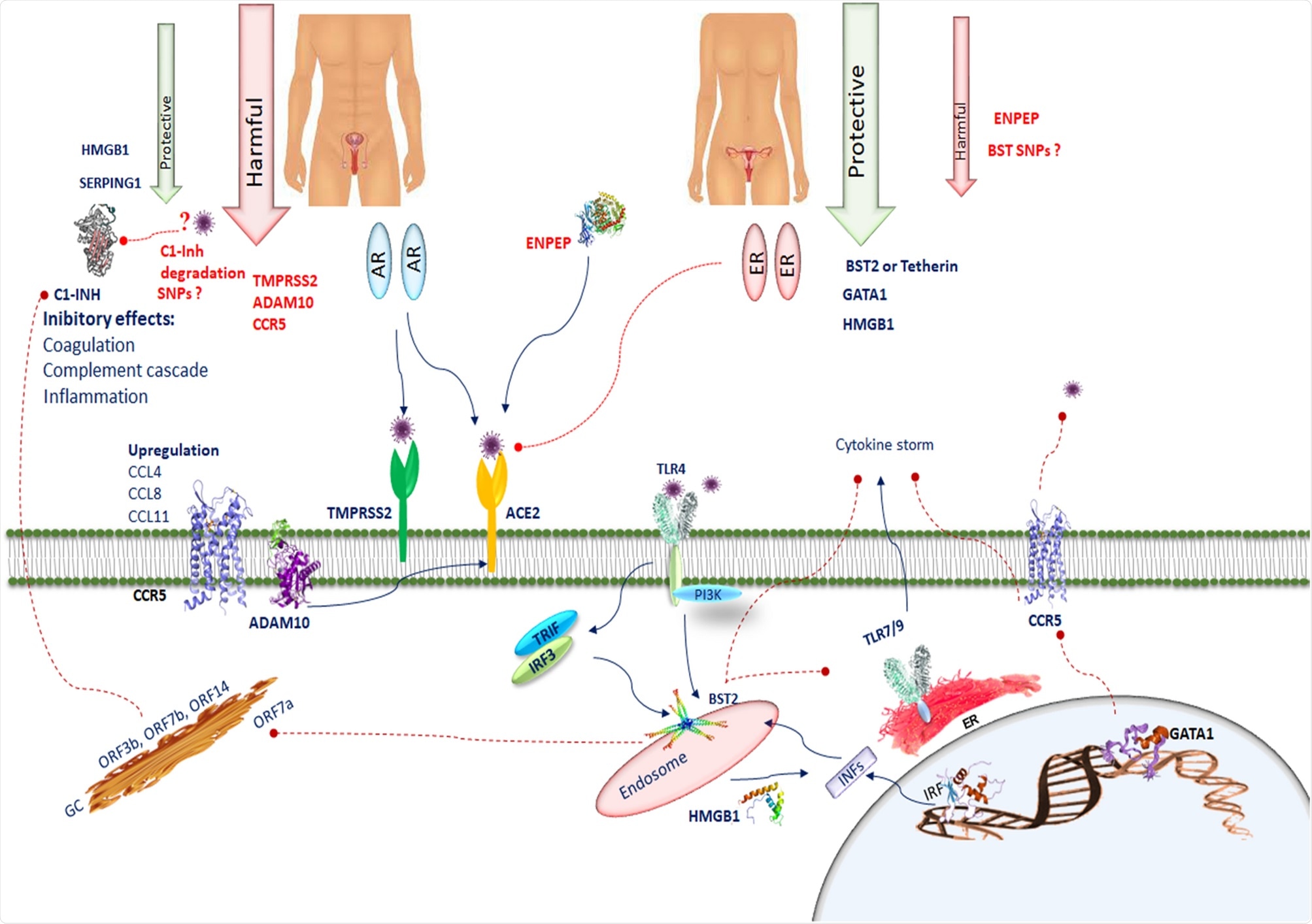 SERPING1 encodes C1INH, which suppresses complement and coagulation cascades and prevents inflammation. SERPING1 in the testis could prevent thrombotic risk. The interaction of several CoV2 proteins (ORF 3b, ORF7b, ORF14, nsp2ab, nsp13ab, nsp14ab and nsp8ab) with C1-INH can be inhibited during viral infection, leading to a predisposition to activate the complement cascade, the bradykinin pathway and the intrinsic coagulation cascade. The deletion in N-terminal region of SERPING1 by SARS-CoV-2 may block its function and increase inflammatory processes. Deteriorated SERPING1 expression caused by CoV2 interacting proteins could activate the intrinsic coagulation pathway, inducing a pro-coagulant state. CCR5 is involved in the pathology of SARS-CoV-2. In SARS-CoV-2 the chemotactic factors such as CCL4, CCL8, and CCL11 sharing CCR5 as a receptor are upregulated. ADAM10 is correlated with ACE2 cleavage regulation in human airway epithelia. BST2 reduces SARS-CoV-2 RNA replication. BST-2 is strongly induced after exposure to IFN through IRF1. BST2 expression is modulated by the TLR4/PI3K signaling pathway. Activation of TLR4 results in TRIF/IRF3-mediated positive regulation of BST-2. TLR7, TLR8 and TLR9 are predominantly localized in intracellular compartments and form the key gatekeepers in detecting and combating viral infections. In COVID-19 patients, host tetherin-mediated virion endocytosis may control TLR9 recognition to restrain immune cell responses. Several host factors such as the HMGB1 facilitate entry of self-DNA into the endosomes of pDCs, where they trigger TLR9 to induce type 1 IFN responses. GATA-1 is a potent repressor of CCR5 expression. CCR5 inhibition decreases IL-6 and SARS-CoV-2 plasma viremia.