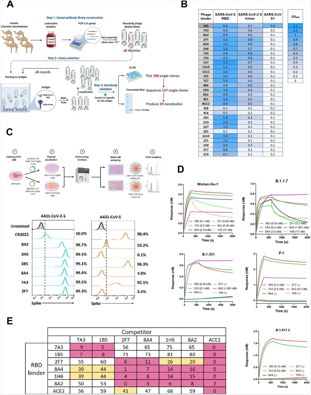 Isolation of high-affinity camel nanobodies against SARS-CoV-2. (A) Isolation of camel VHH nanobodies that bind the RBD phage display. (B) Camel VHH nanobodies against the S protein of SARS-CoV-2 or SARS-CoV. (C) Flow cytometry was performed to monitor the cross-reaction of nanobodies to the spike of both SARS-CoV-2 and SARS-CoV on cells. Outline of the experimental workflow for overexpression of SARS-CoV-2-spike or SARS-CoV-spike in the A431 human cell line. Both cell lines were stained with VHH nanobodies or CR3022 as a positive control. (D) Affinity binding (KD) of VHH-hFc antibodies against wild-type SARS-CoV-2 and mutants. The B.1.1.7 variant mutations include HV69-70 deletion, Y144 deletion, N501Y, A570D, D614G, P681H. The B.1.351 variant mutations include K417N, E484K, N501Y, D614G. The P.1. variant includes the E484K mutation. The B.1.617.2 variant includes the T19R,  Δ (157-158), L452R, T478K, D614G, P681R, D950N mutations (E) Cross competition assay of each single domain antibody and ACE2 on Octet.