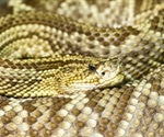 Study suggests rattlesnake venom peptide inhibits SARS-CoV-2 replication and transcription