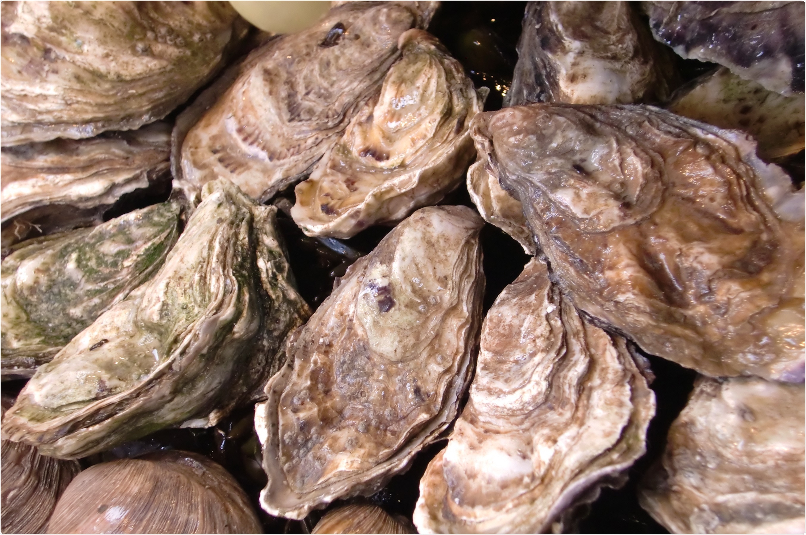 Study: Marine mollusc extracts—Potential source of SARS-CoV-2 antivirals. Image Credit: bofotolux / Shutterstock