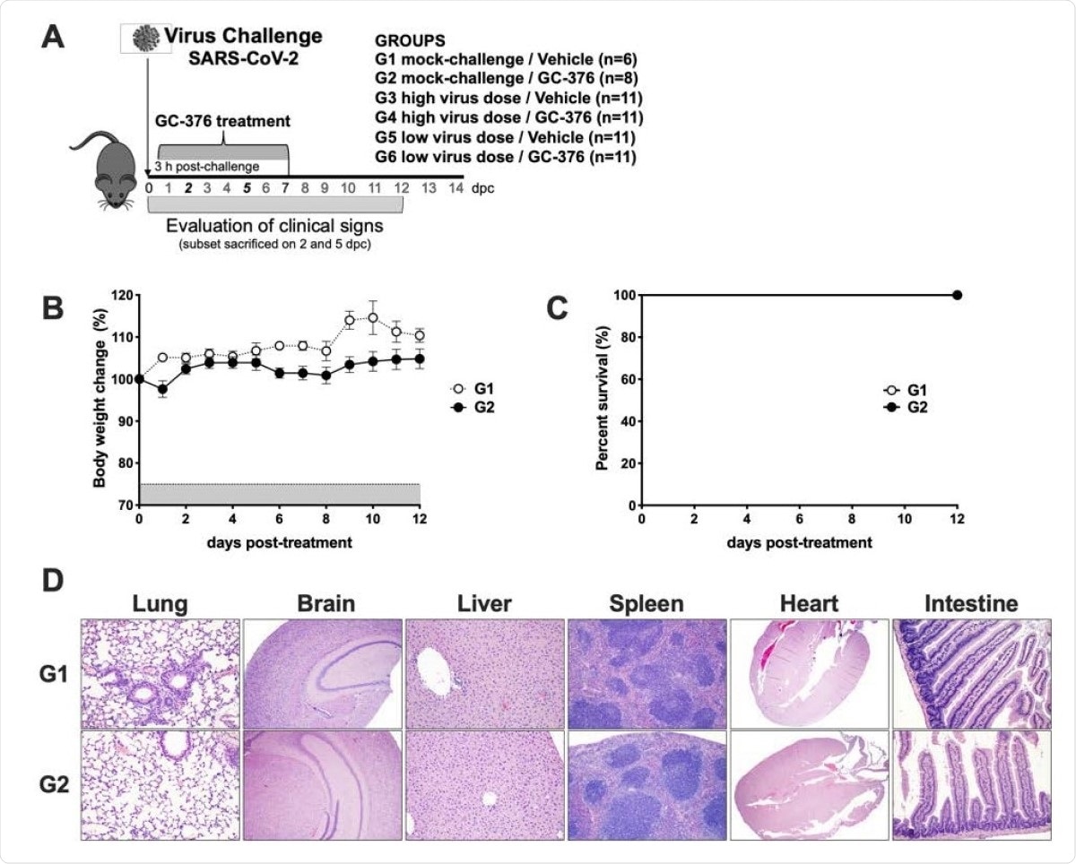 Schematic representation of the experimental design and evaluation of the safety of GC-376 in K18-hACE2 mice. (A) K18-hACE2 were either mock challenged (G1 and G2) or challenged with SARS-CoV-2 at either a high virus dose (1x10ˆ5 TCID50/mouse; G3 and G4) or a low virus dose (1x10ˆ3 TCID50/mouse; G5  and G6). I.P. treatment with vehicle (G1, G3, and G5) or GC-376 (G2, G4, and G6, 40mg/kg day). Subsets of mice were humanely euthanized at 2 and 5 dpc and different tissues were collected. Mice (n=8) received 40mg/kg of GC-376 split in two doses per day for 7 days and (B) weight changes and (C) survival were monitored for 12 days. (D) Mice were humanely euthanized at 14 dpc and lungs, brain, liver, spleen, heart and SI were collected. HE slides were generated and analyzed in comparison with the negative control group. Representative pictures were taken at 20X magnification for all tissues except brain samples that were taken at 4X.