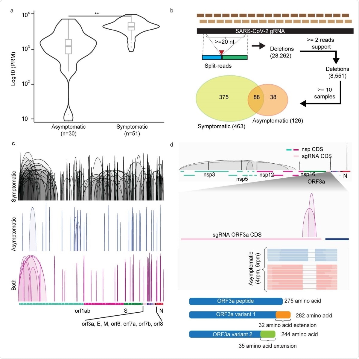 Deletions of SARS-CoV-2 RNAs in symptomatic and asymptomatic COVID-19 positive patients. a. Distributions of normalized split-aligned reads counts in asymptomatic and symptomatic patients. Two-sided Wilcoxon Rank-Sum Test, p = 2.3 × 10-8. Center line, median; boxes, first and third quartiles; whiskers, 1.5 × the interquartile range. b. Deletions inferred by amplicon-seq data from asymptomatic and symptomatic patients’ specimens. c. Visualization of the deletions detected in symptomatic (n=287), asymptomatic (n=34) and both (n=79) samples in IGV genome browser in reference annotated subgenomic RNA (sgRNA) transcribed regions. d. Top: Deletions (n=10) preferentially found in viral RNAs from the asymptomatic samples. Middle: zoom-in view in sgRNA_ORF3a coding sequence (CDS) region shows the two deletions uniquely found in asymptomatic cases, their normalized counts and representative read supports. Lower: their predicted translated peptide in reference to the wildtype ORF3a peptide.