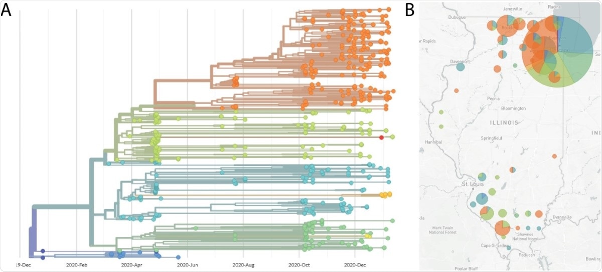Nextstrain phylogenetic visualization and map view of SARS-CoV-2 genome sequences. (A) Phylogenetic tree generated by the Nextstrain pipeline. Sequences are derived from samples taken in Illinois, between April 2020 and January 2021, and sequenced by our laboratory. Each color represents a different Nextstrain clade. (B) Map of Illinois showing sample locations, by county. The size of the circle indicates the relative number of sequences derived from that county. The pie chart indicates the proportional distribution of Nextstrain clades at that location. Clade designation colors for panel A and B are: 19A (dark blue), 19B (blue), 20A (light blue), 20B (green), 20C (yellow-green), 20D (yellow), 20E (yellow-orange), 20G (orange).