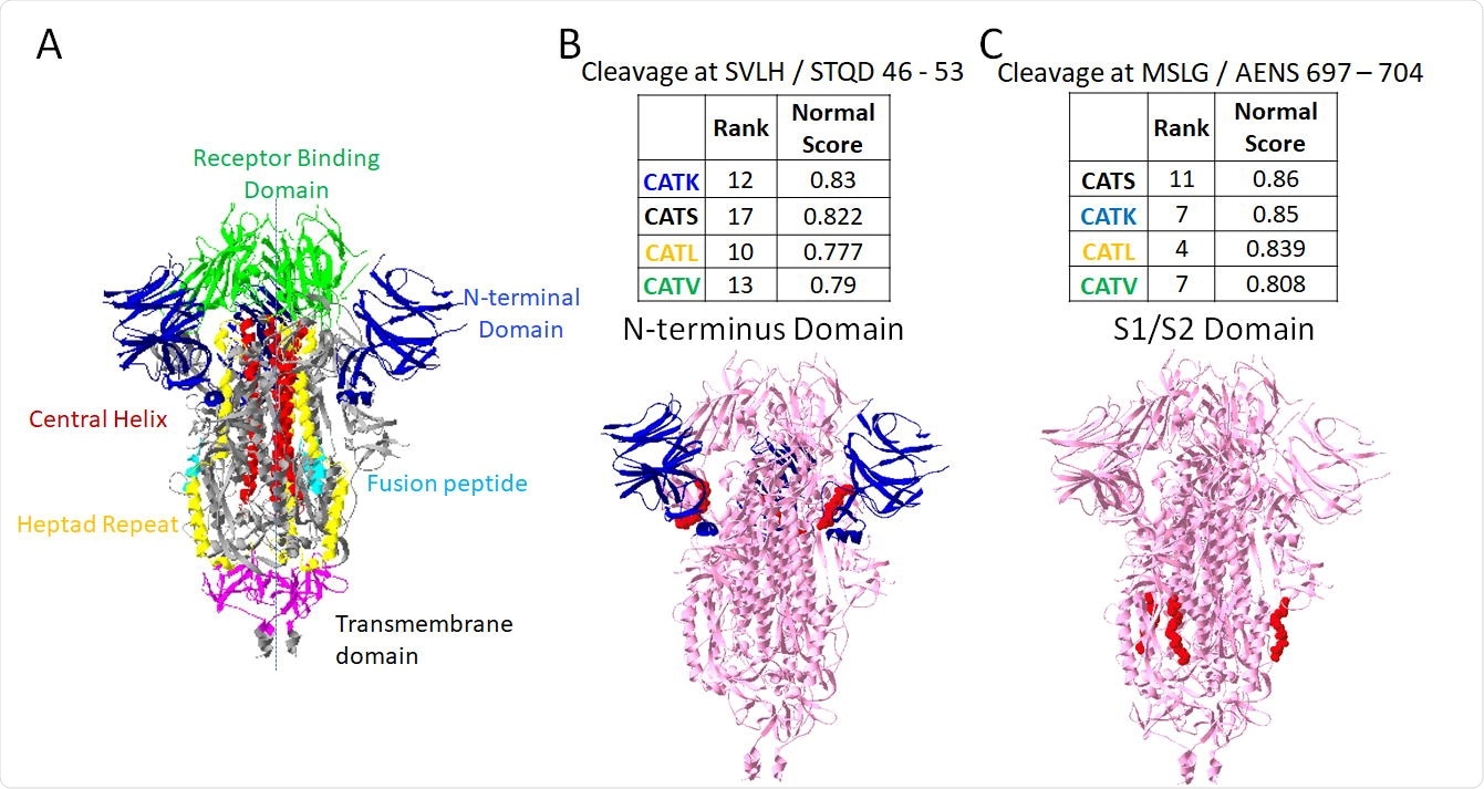 Putative sites susceptible to cleavage by four cathepsins. From PACMANS analysis, there were two amino acid sequences susceptible to cleavage by four cathepsins as indicated by high normalized scores and relatively high rank orders. From the three-dimensional model of spike protein, the domains are color coded, (A) and susceptible sequences are highlighted in red. (B) Cleavage after H49 is in the Nterminus domain (blue) of spike protein, and (C) cleavage after G700 was even more highly ranked and cleaves in the S1/S2 domain.