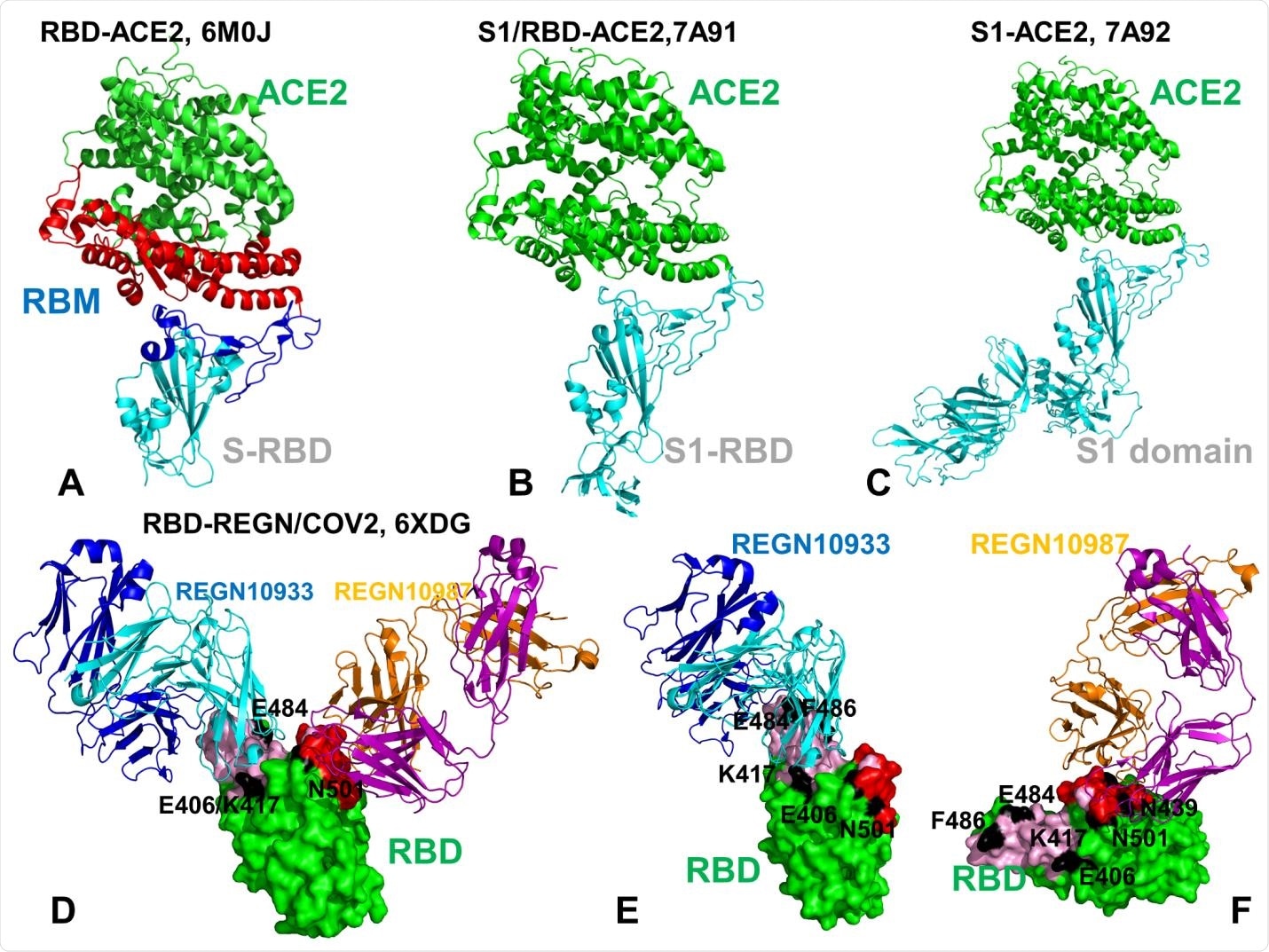 Crystal structures of the SARS-CoV-2 RBD and S1 domain complexes with ACE enzyme and REGN-COV2 antibody cocktail. (A) Structural overview of the SARS-CoV-2 RBD complex with ACE2 (pdb id 6M0J). The SARS-CoV RBD is shown in cyan ribbons and the RBM region is in blue ribbons. The subdomain I of human ACE2 is shown in red ribbons and the subdomain II is shown in green ribbons. The structure of ACE2 consists of the N-terminus subdomain I (residues 19-102, 290-397, and 417-430) and C-terminus subdomain II ( residues 103-289, 398-416, and 431-615) that form the opposite sides of the active site cleft. (B) The crystal structure of the dissociated S1 domain form in the complex with ACE2 (pdb id 7A91). S1-RBD is in cyan ribbons and ACE2 is in green ribbons. (C) The crystal structure of the fully dissociated S1 domain in the complex with ACE2 (pdb id 7A92). S1 domain of the SARSCoV- 2 S protein is in cyan ribbons and ACE2 is in green ribbons. (D) The cryo-EM structure of the SARS-CoV-2 RBD in the complex with REGN10933/REGN10987 antibody cocktail. The RBD region is shown in green surface. REGN10933 Fab fragment is shown in ribbons with heavy chain in cyan and light chain in blue. REGN10987 is in ribbons with heavy chain in orange and light chain in purple. The positions of functional residues targeted by mutational variants and antibody-escaping mutations are E406, K417, E484 and N501 are annotated and highlighted as black patches on the RBD surface. (E) A close-up of the SARS-CoV-2 RBD interactions with REGN10933. The RBD is shown in green surface. REGN10933 Fab fragment is shown in ribbons with heavy chain in cyan and light chain in blue. The REGN10933 antibody epitope on RBD is highlighted in cyan patches on the surface. The positions of E406, K417, E484, F486, N501 are shown as black surface patches on the RBD. (F) A close-up of the SARSCoV- 2 RBD interface with REGN10987. The red patches correspond to the REGN10987 epitope. The positions of E406, K417, N439, E484, F486, N501 are shown as black surface patches on the RBD.