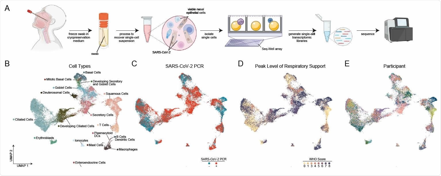 Cellular Composition of Human Nasopharyngeal Mucosa A. Schematic of method for viable cryopreservation of nasopharyngeal swabs, cellular isolation, and scRNA-seq using Seq-Well S3 (created with BioRender). B. UMAP of 32,588 single-cell transcriptomes from all participants, colored by cell type (following iterative Louvain clustering). C. UMAP as in B, colored by SARS-CoV-2 diagnostic PCR status. D. UMAP as in B, colored by peak level of respiratory support (WHO COVID-19 severity scale). E. UMAP as in B, colored by participant.