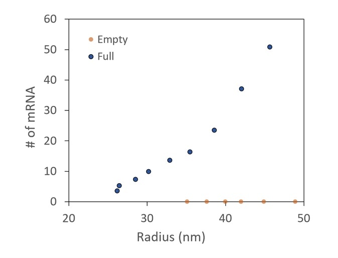 Conjugate analysis, with correction for UV scattering, shows two different preparations of LNPs, one with and one without mRNA cargo. It is confirmed that there is no mRNA detected in the empty sample. In the full, more mRNA molecules are taken up by the larger LNPs.
