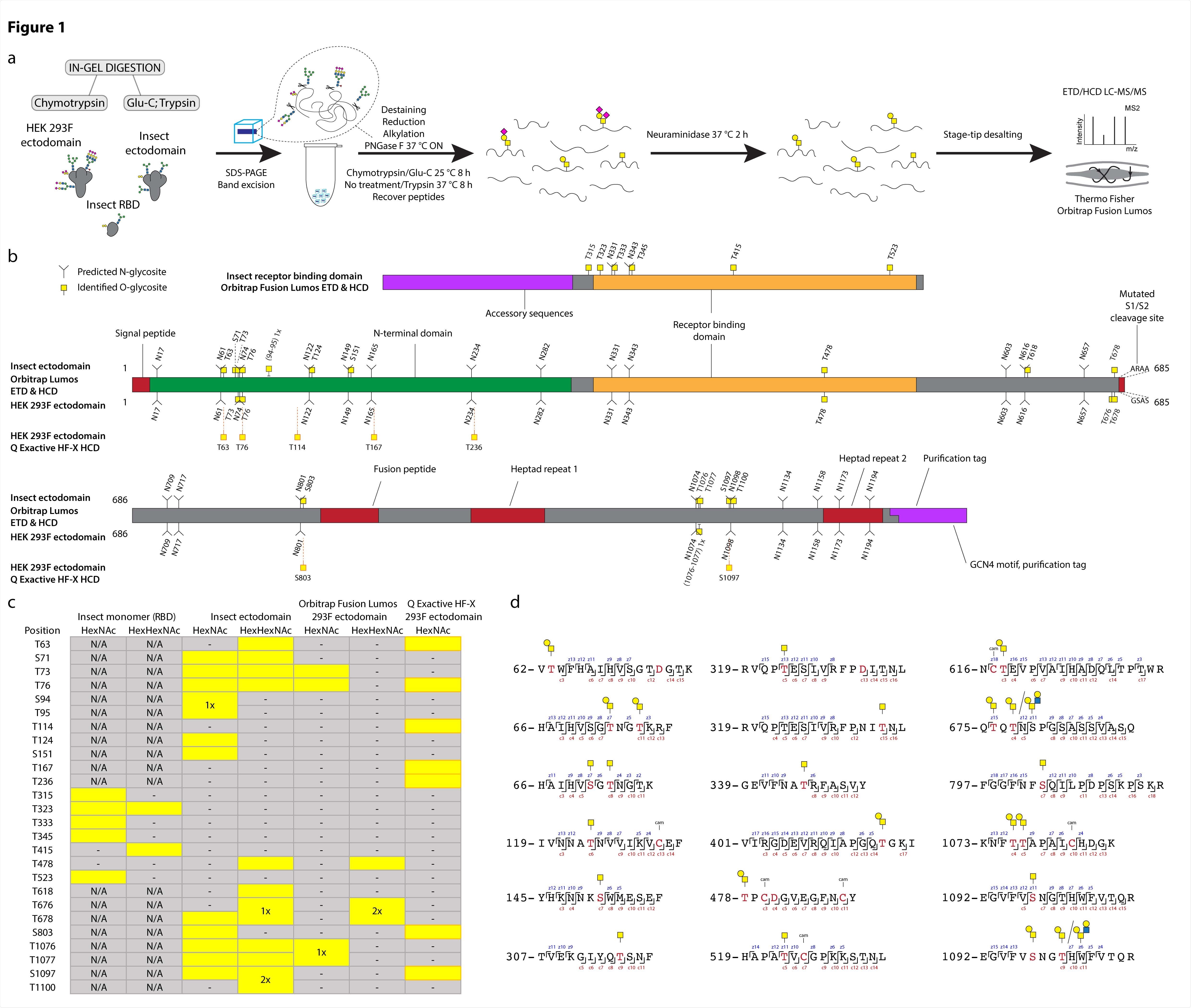 O-glycosylation of SARS-CoV-2 spike protein expressed in insect or human cells. (a) Experimental strategy. (b) A graphical layout of spike protein sequence annotated with identified Oglycosylation sites using Orbitrap Lumos mass spectrometer with ETD and HCD MS2 fragmentation. Independently identified O-glycosites on HEK 293F-derived ectodomain using Q Exactive HF-X mass spectrometer with HCD MS2 fragmentation are shown with orange outlines. (c) A table summarizing O-glycosites and respective structures found in different S formulations (yellow rectangles). Ambiguous sites are shown as merged rectangles across several positions. “N/A” - not applicable; “-” - not detected. Orbitrap Fusion Lumos derived sites are marked with grey outlines. Additional sites identified on HEK 293F ectodomain with Q Exactive HF-X are marked with orange outlines. (d) Examples of O-glycopeptides identified with Orbitrap Fusion Lumos using ETD fragmentation. MS2 c and z product ion fragments are annotated based on the respective ETD spectra