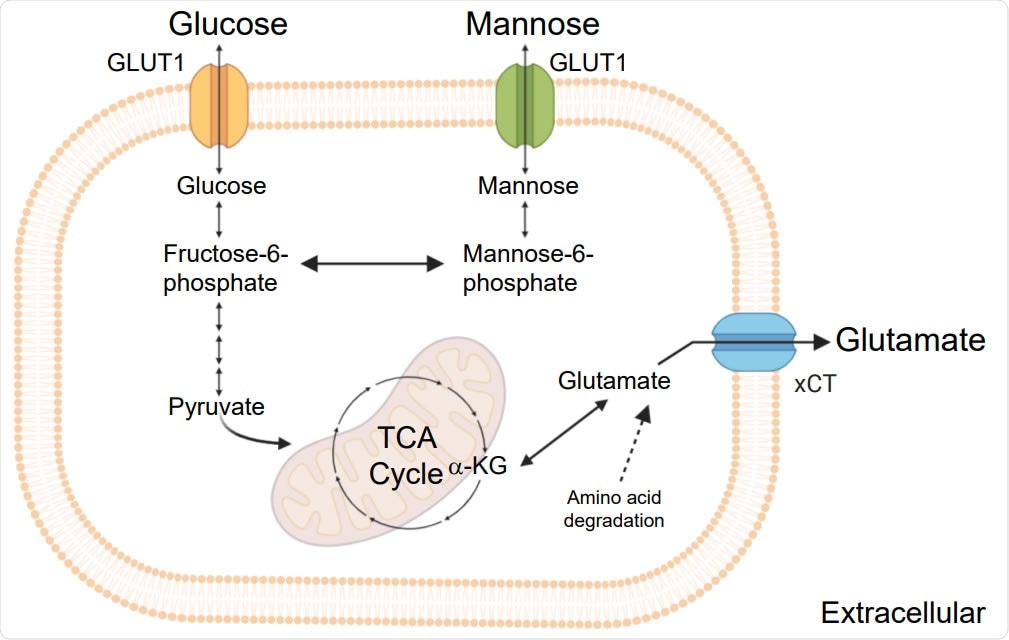 Schematic representation of  the key steps of glycolysis, mannose and glutamate metabolism and TCA cycle.