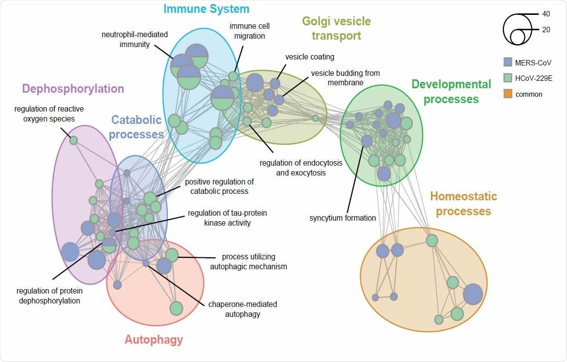 Enrichment analysis uncovers host biological networks crucial for CoV replication. (A) Enrichment map summarizing major host biological networks co-opted by CoVs during infection. Gene Ontology (GO) enrichment analysis was performed using hits from both MERS-CoV and HCoV-229E CRISPR screens and filtered to contain conserved representative GO terms and genes. Each node represents an individual GO term and nodes that are functionally related cluster together into a larger network. Node size reflects number of significantly enriched genes in the node and color indicates the CoV screen for which the node was significant.