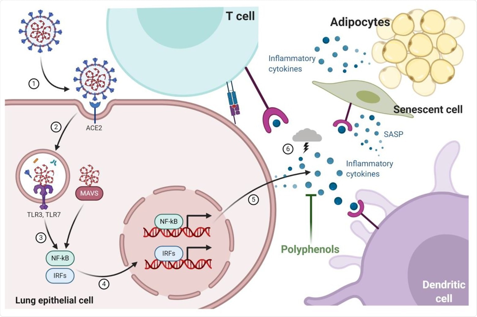 Infection of pulmonary epithelial cells occurs through the interaction of the spike glycoprotein envelope (S-protein) with the angiotensin I converting enzyme (ACE)-2 receptor that allows viral replication and triggers mechanisms to combat infection by the host cells thought toll-like receptors (TLRs) and mitochondrial antiviral-signaling protein (MAVS). Cytokines pro-inflammatory are produced by nuclear factor kappa -B (NF-kB) and interferon-regulatory factors (IRFs) signaling pathways recruiting more immune cells (dendritic cell and T-cell) to lungs. Recruited immune cells increased cytokine production resulting in a cytokine storm that is associated with a worse prognosis of infected patients. During aging and obesity, the production of pro-inflammatory cytokines and the establishment of low-grade systemic inflammation are also observed. The expression of components of the renin-angiotensin-aldosterone system, such as ACE2, is also modified by aging and obesity, which could explain why elderly and obese patients are affected and headed the death statistics by COVID-19. Dietary bioactive substances such as polyphenols are able to block the production of cytokines by senescent cells (senescence-associated secretory phenotype; SASP) and adipocytes, as well as modify the ACE-1/ACE-2 ratio, which can potentially result in beneficial effects in COVID-19.