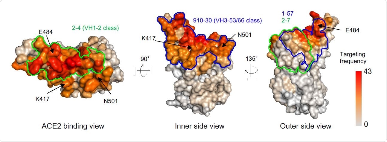 Comparison of 1-57 and 2-7 epitopes with antibody classes that exemplify high-frequency responses. Per residue frequency recognized by 52 known RBD-directed antibodies. VH1-2 and VH3-53/66 antibody classes recognize RBD residues with high targeting frequency. 1-57 and 2-7 recognize RBD residues with low targeting frequencies.