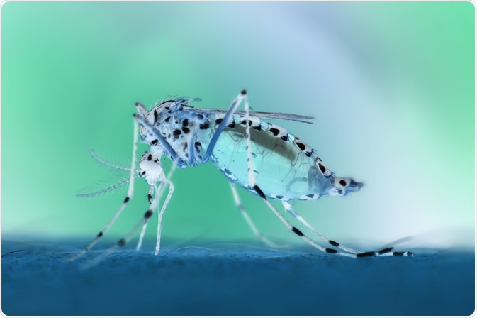 Image Credit: NaibankFotos / Shutterstock.com