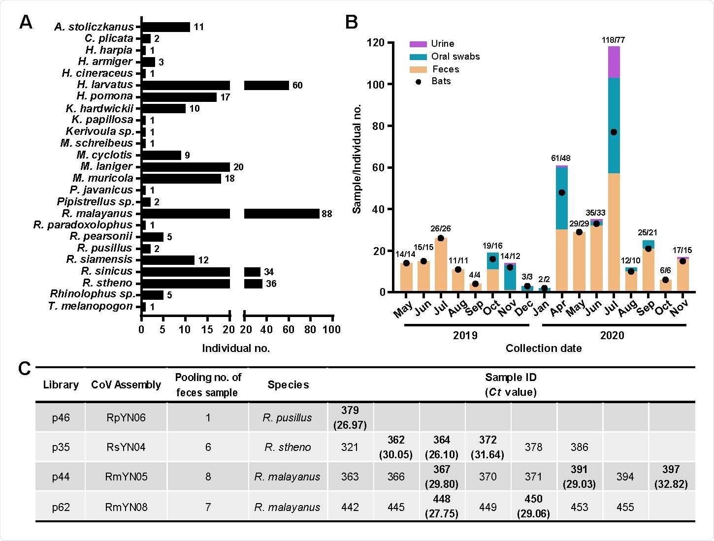 Sampling information and detection of SARS-CoV-2-like viruses in individual bat fecal samples. (A) Sample numbers of different bat species captured live in Yunnan province from May 2019 to November 2020. (B) Numbers of samples collected from different time points (orange column - feces; green - oral swab; light purple - urine). The numbers of individual bats are shown with black dots and relate to the y-axis. The associated numbers are in the form sample numbers/number of individual bats. (C) Identification of SARS-CoV-2-like virus positive samples using qPCR.