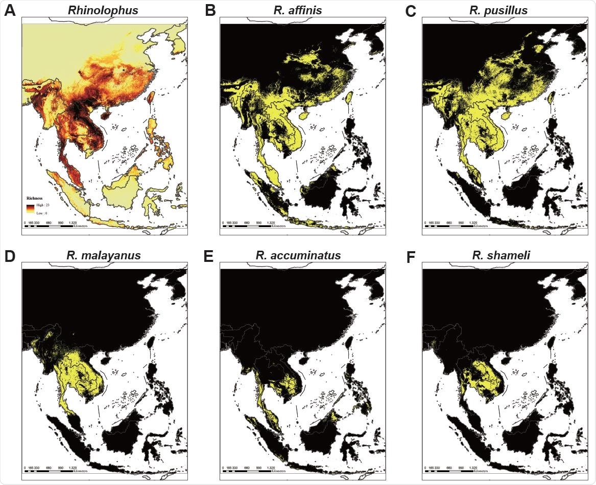 Ecological modeling the geographical distribution of 49 Rhinolophid bat species. (A) Models of 49 Rhinolophus bat species that predict diversity in five regions covering mainland Southeast Asia, Philippines, Java-Sumatra, Borneo and Sulawesi-Moluccas. The map color represents species richness, with up to 23 species projected to co-exist. (B-F) Location distribution of (B) the RaTG13 host species R. affinis, (C) the RpYN06 host species R. pusillus, (D) the RmYN02 host species R. malayanus, (E) the RacCS203 host species R. accuminatus, and (F) the STT182 and STT200 host species R. shameli. The yellow region represents the predicted range of each species.