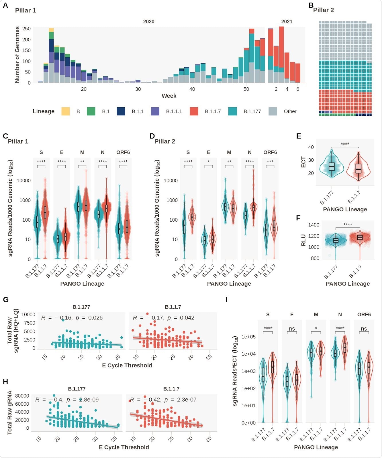 Subgenomic RNA Expression is Increased in B.1.1.7 infections. A. Pillar 1 SARS-CoV-2 lineages over time (B.1.1.7n  = 729, B.1.177n  =764). B. Representation of lineage composition of pillar 2 data (B.1.1.7n  = 150, B.1.177n  = 179). C. sgRNA expression in samples of lineages B.1.177 and B.1.1.7 in pillar 1 samples from the most highly expressed ORFs. D. sgRNA expression in samples of lineages B.1.177 and B.1.1.7 in pillar 2 samples from the most highly expressed ORFs. E. E gene cycle threshold (ECT) for B.1.177 (n=257) and B.1.1.7 (n=185) lineages. F. Relative light units (RLU) for B.1.177 (n=626) and B.1.1.7 (n=626) lineages. G. E gene cycle threshold compared to total raw sgRNA counts (High and Low Quality) for B.1.177 and B.1.1.7. Correlation coefficient and p value using Pearson. H. E gene cycle threshold compared to total raw genomic RNA counts for B.1.177 and B.1.1.7. Correlation coefficient and p value using Pearson. I. Raw sgRNA counts normalised to E gene cycle threshold (sgRNA*ECT). All p-values (except G & H) calculated using an unpaired Wilcoxon signed rank test, and adjusted for multiple testing with the Holm method (**** < 0.0001, *** < 0.001, ** < 0.01, * < 0.05)