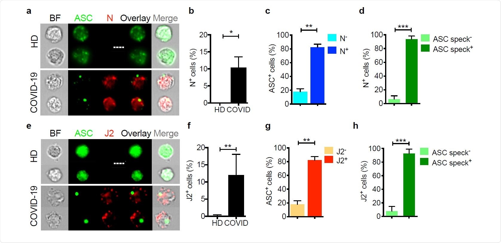 Circulating monocytes are infected with SARS-CoV-2 Circulating monocytes from HD and COVID-19 patients were purified and stained for SARS-CoV-2 nucleocapsid (N) (n=5) (a-d) or dsRNA (J2 antibody) (n=4) (e-h) and ASC. Shown are representative imaging flow cytometry images (a,e), quantification of percentage of cells that were infected by N (b) or J2 (f) staining, percentage of uninfected or infected cells (by J2 or N staining) that showed ASC specks (c, g) or percentage of cells with or without ASC specks that showed N (d) or J2 (h) staining. Scale bar, 7 µm. BF, brightfield. Mean ± S.E.M. is shown. *p<0.05, **p<0.01, ***p<0.001 by nonparametric unpaired t test (Mann-Whitney or Kolmogorov-Smirnov).