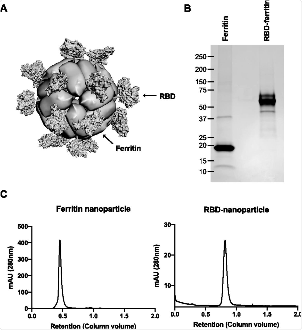 Design and purification of RBD-nanoparticles. (A) Computer-assisted modeling of an RBD-nanoparticle based on previously solved structures of H. pylori ferritin (PDB accession no. 3EGM) and SARS-CoV-2 RBD (PDB accession no. 7JMP). The RBD forms radial projections on a 3-fold axis point of the fully assembled nanoparticle. (B) Coomassie blue staining of purified ferritin-nanoparticles and RBD-nanoparticles following SDS-PAGE. (C) Size exclusion chromatography peaks of the concentrated supernatants from HEK293T cells transfected with plasmids encoding secreted ferritin-nanoparticles or RBD-nanoparticles. The supernatants were concentrated with 100-kDa-MWCO and 500-kDa-MWCO filters on a TFF system and loaded onto Superdex 200 Increase 10/300 GL and HiPrep 16/60 Sephacryl S-500 HR gel filtration columns on a Bio-Rad NGC chromatography system, respectively. mAU, arbitrary units (in thousands).