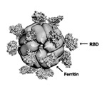 Self-assembling nanoparticles an effective vaccine candidate for SARS-CoV-2