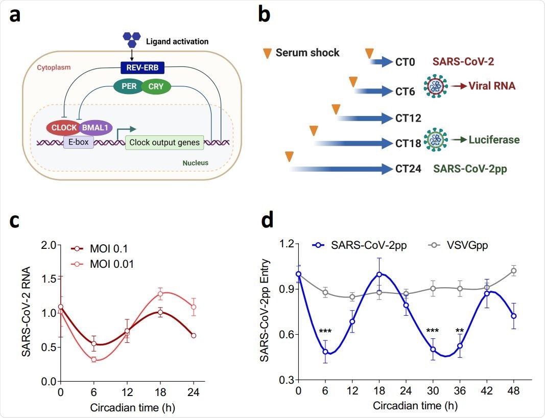 SARS-CoV-2 infection is circadian