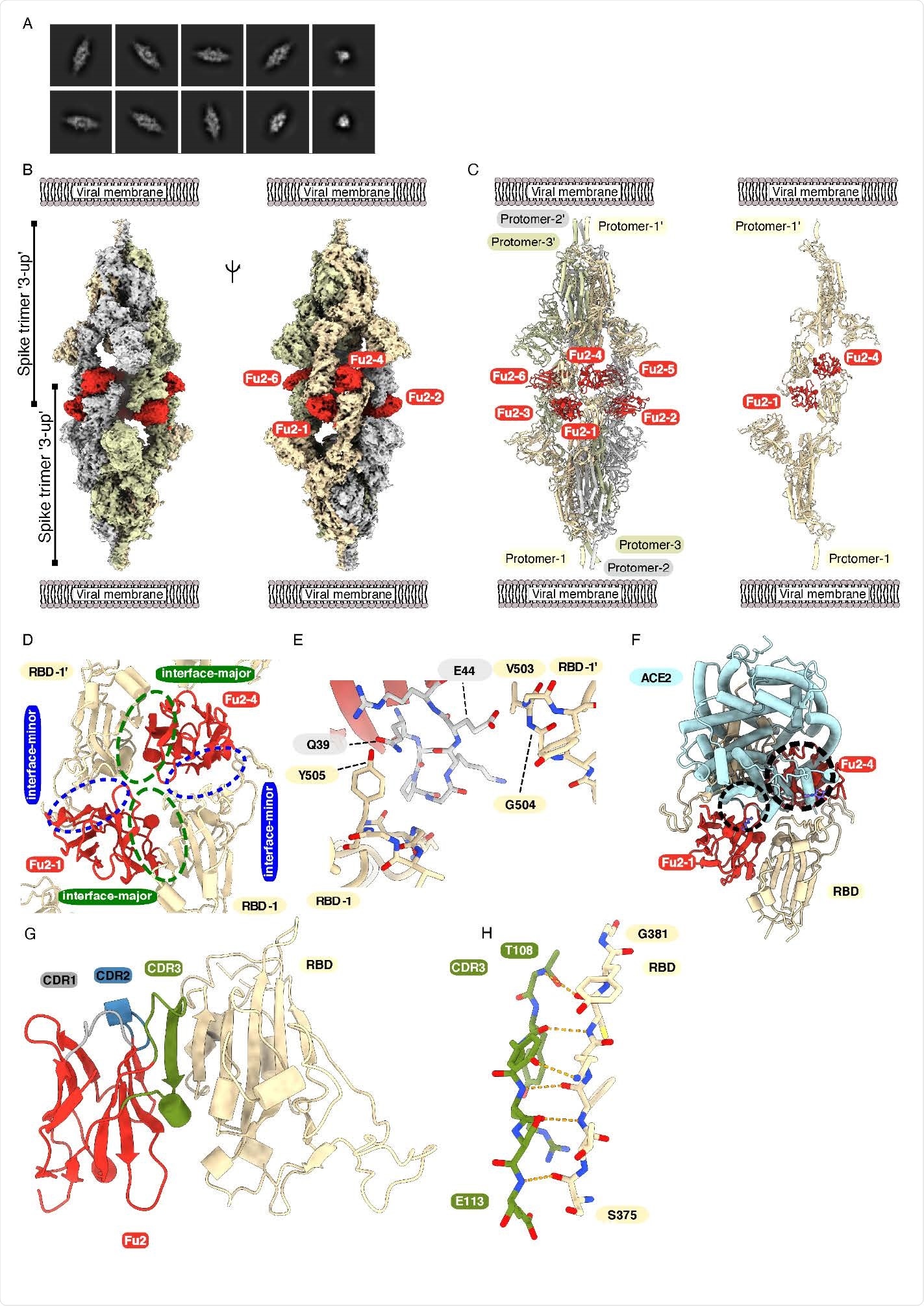 Cryo-EM provides structural evidence of Fu2-mediated dimerization of trimeric spike in ‘3-up’ conformation (A) Representative 2D class averages. (B) Cryo-EM map (two different side views) and (C) Atomic model of ‘dimeric’ spike in complex with Fu2; and two opposite protomers with two Fu2 molecules. Both spike trimers in the complex are present in ‘3- up’ conformation (six Fu2 molecules are numbered). (D) Close-up view of the RBD-Fu2 interaction interfaces showing the interface-major and interface-minor. (E) A b-hairpin (gray sticks) from the Fu2 framework region (residues 39-45) contacts two RBDs simultaneously in the Fu2-mediated spike trimer-dimer. (F) Modelling of simultaneous spike-Fu2-ACE2 binding shows that Fu2 blocks the binding of ACE2 to the RBD from two directions. Clashes marked with dashed circles. (G) Fu2 binds the RBD through an extended inter-chain b-sheet interaction mediated by the CDR3 region (green). CDR1 (gray) and CDR2 (blue) does not take part in RBD binding (H) Closeup of a part of the CDR3-RBD interface displaying the anti-parallel b-strand hydrogen bond pairing between the Fu2 CDR3 region and the RBD (light orange).
