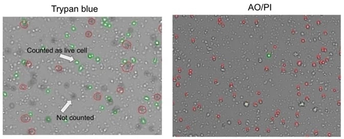 Comparison of trypan blue and acridine orange / propidium iodide methods for assessing cell viability.