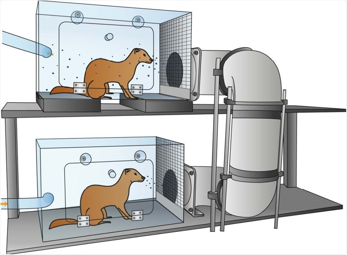 Schematic representation of the set-up to assess transmission over >1 m distance. An inoculated donor ferret is housed in the bottom cage and the next day, an indirect recipient ferret is added to the top cage. The cages are connected through a hard duct system consisting of four 90° turns. The system is built of several horizontal and vertical 15 cm wide PVC pipes that allow upward airflow from the donor to the indirect recipient animal. The average length of the duct system is 118 cm with the shortest and longest length 73 and 163 cm, respectively. A steel grid is placed over the inlet and outlet of the duct system. The bottom five cm of the grid was closed to prevent spill-over of food, feces, and other large particles into the tube system. Orange arrows indicate the direction of airflow (100 L/min). Set-ups were placed in class III isolators in a biosafety level 3+ laboratory.