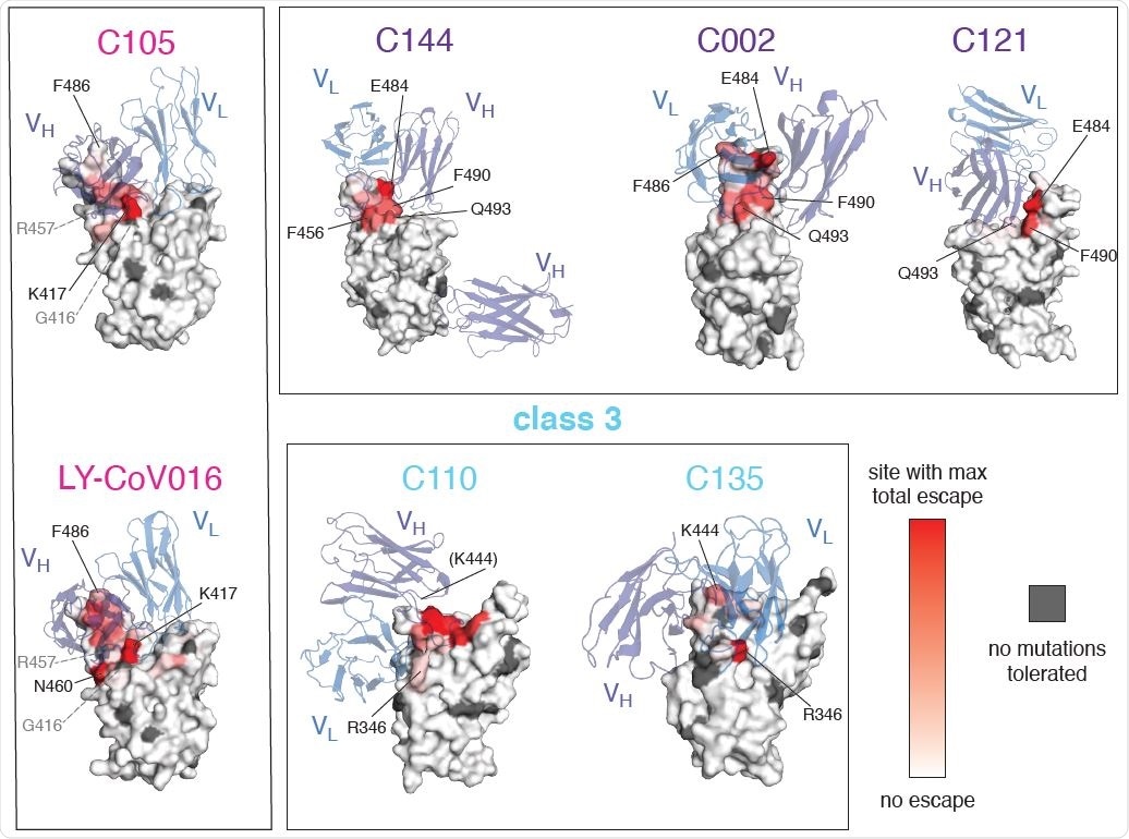 Mutations that escape antibody binding are usually in the direct structural footprint. (A) The total escape at each site is mapped onto the surface of the Fab-bound RBD, with white indicating no escape and red indicating the site with the most escape from that antibody. Sites where no mutations are tolerated for RBD folding or ACE2 binding are indicated in dark gray. For C105 and LY-CoV016, gray labels with dashed lines indicate example contact sites with no tolerated mutations. For C110, the general area where site 444 (unresolved in structure) would be located is indicated.