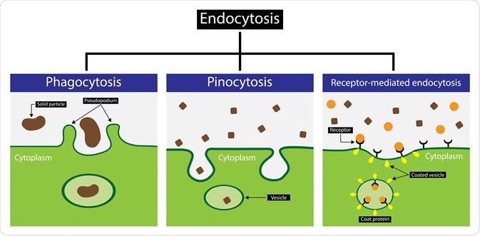 endocytosis