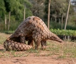 Pangolin coronavirus sheds light on UK SARS-CoV-2 variant's evolutionary trajectory