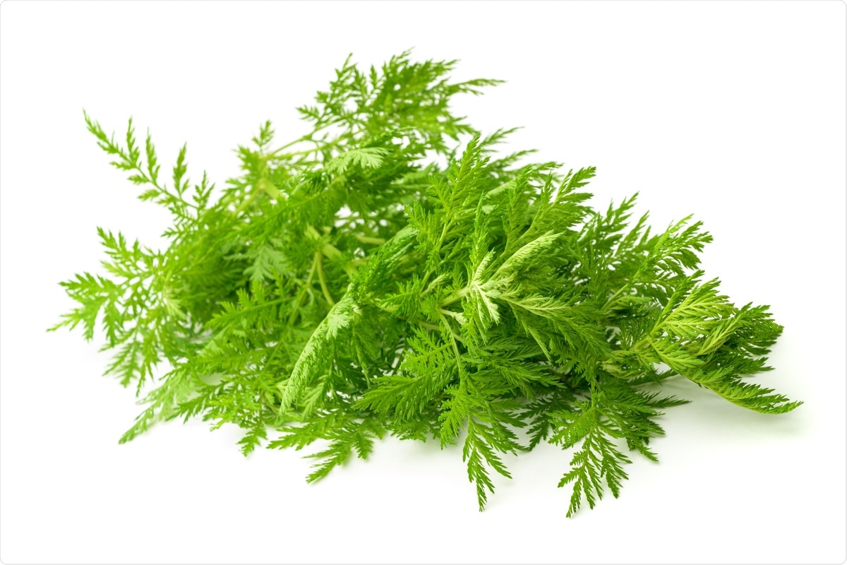 Study: Artemisia annua L. extracts inhibit the in vitro replication of SARS-CoV-2 and two of its variants. Image Credit: Scisetti Alfio / Shutterstock