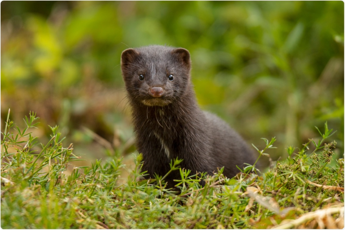 Study: Zoonotic spillover of SARS-CoV-2: mink-adapted virus in humans. Image Credit: An inspiration / Shutterstock